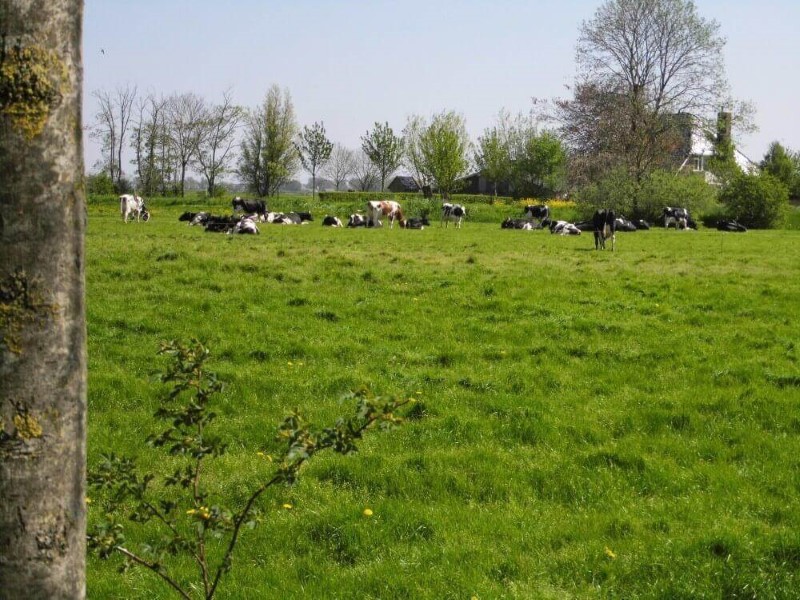 Met een prachtig uitzicht op de weilanden geniet je hier van het Friese platteland.